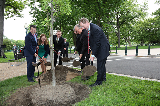 group planting tree